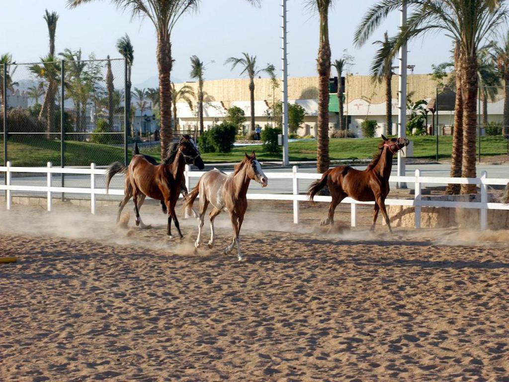 Concorde El Salam Sharm El Sheikh Sport Hotel Exteriör bild